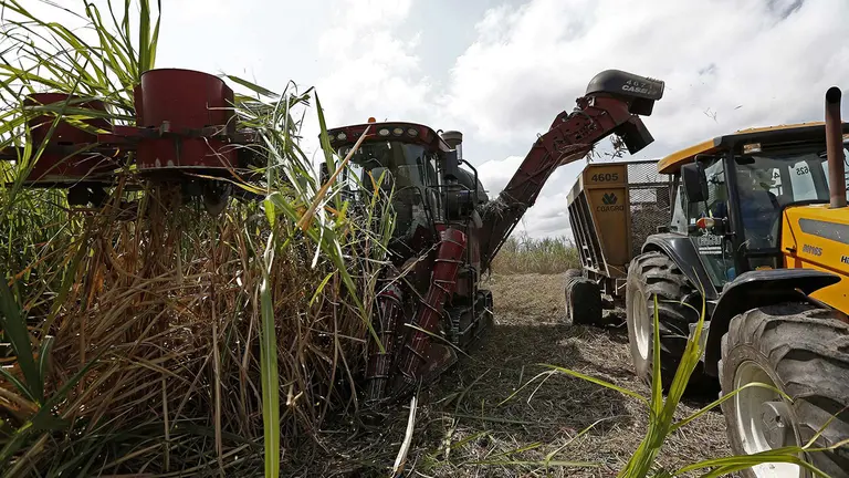 Brasil prev&eacute; un aumento del 4,4 % en su cosecha de ca&ntilde;a de az&uacute;car./ EFE