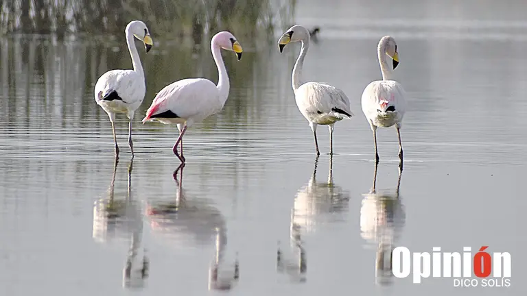 Algunos flamencos buscan comida en laguna Alalay. DICO SOLÍS