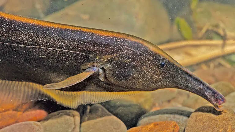 Imagen de un Sternarchorhynchus hagedornae, una de las especies identificadas en un nuevo estudio. EFE