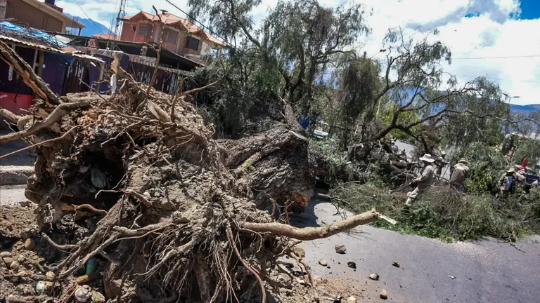 As&iacute; qued&oacute; el molle de gran magnitud sobre la avenida Thunupa entre D'Orbigny y Tadeo Haenke. DICO SOL&Iacute;S