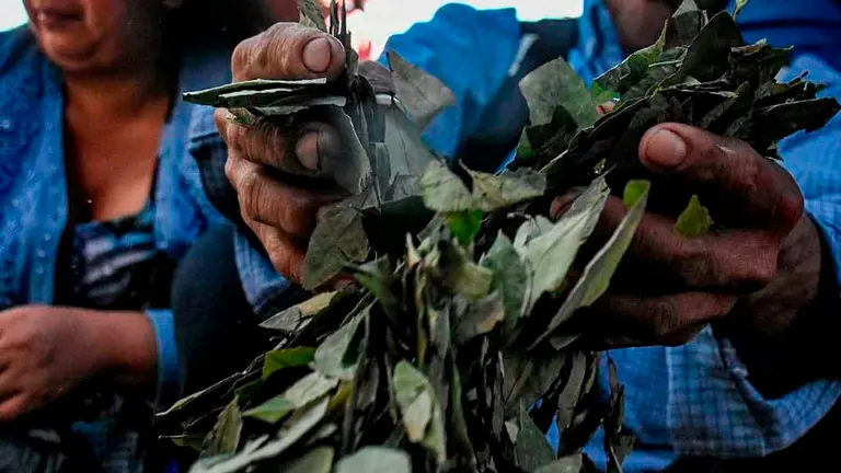 Una fotograf&iacute;a de un cultivo de hoja de coca./ Foto: Dico Sol&iacute;s OPINI&Oacute;N