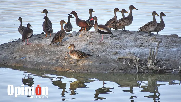 Aves en una isla de la Laguna de Patos. DICO SOL&Iacute;S