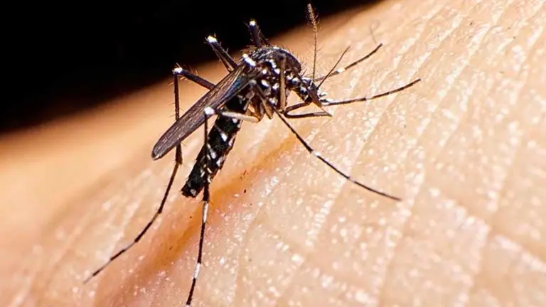 Imagen ilustrativa de un mosquito. INTERNET