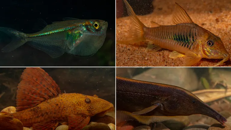 Descubren 35 nuevas especies de peces en el Parque Nacional de Madidi./ Foto: Rob Wallace
