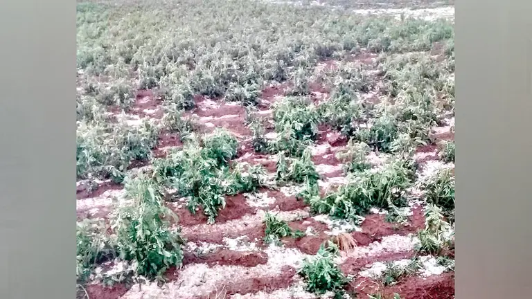 Los da&ntilde;os en cutivos a causa de las heladas en la regi&oacute;n del Cono Sur./ MANCOMUNIDAD CONO SUR