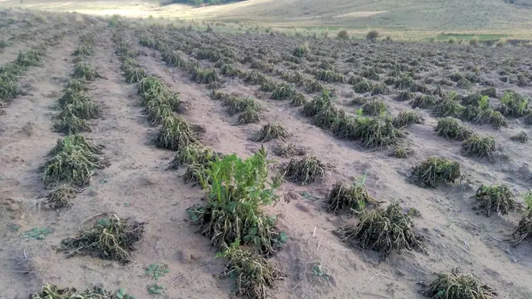 Los da&ntilde;os causados por la helada en Arque. MANCOMUNIDAD REGI&Oacute;N ANDINA