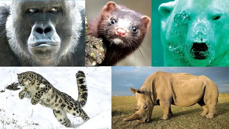 Las nueve especies m&aacute;s famosas en peligro de extinci&oacute;n.