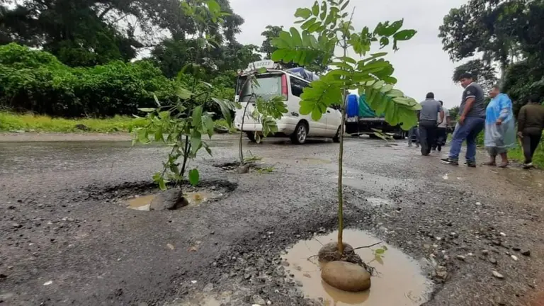 Los &aacute;rboles plantados en los baches existentes en la ruta Cochabamba Santa Cruz. RADIO KAWSACHUN COCA