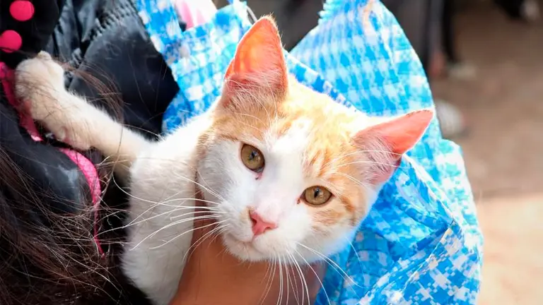 Ciudadanos registran a sus mascotas para su esterilizaci&oacute;n en la OTB Fortaleza, Cochabamba. ZOONOSIS