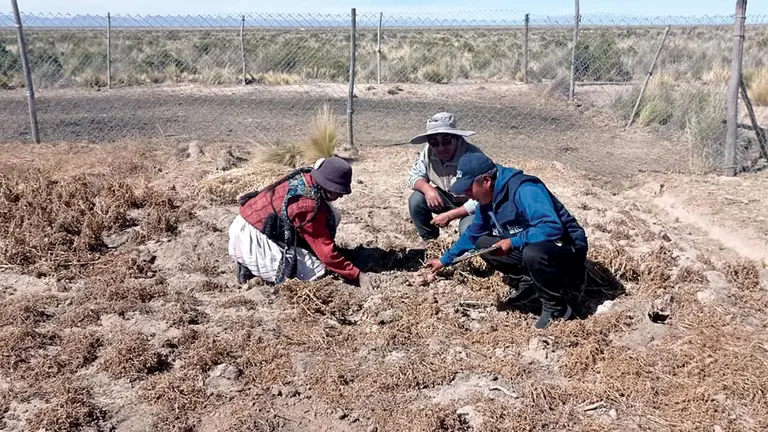 Un terreno agr&iacute;cola afectado por la sequ&iacute;a en una comunidad del altiplano de La Paz. ABI