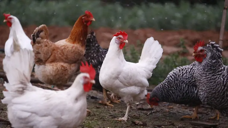 Sobre gallinas. EFE