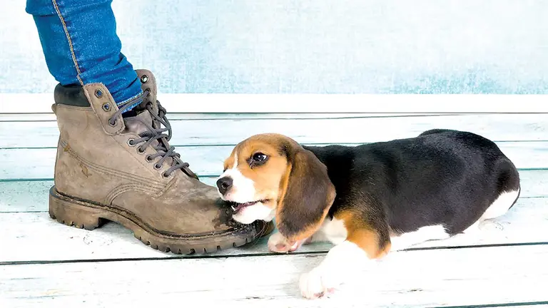 C&oacute;mo evitar que tu perro muerda los zapatos. EL PA&Iacute;S