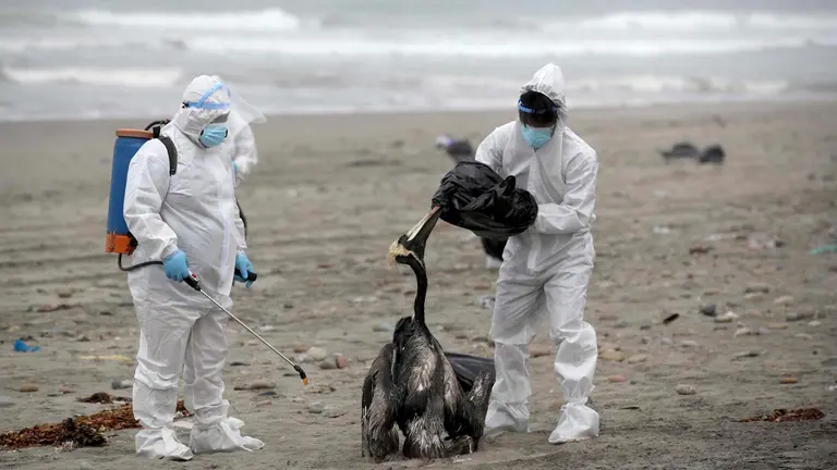 Personal del Servicio Nacional de Sanidad Agraria de Perú (Senasa) recoge pelícanos muertos infectados con gripe aviar H5N1, en la playa San Pedro al sur de Lima, en una fotografía de archivo. EFE