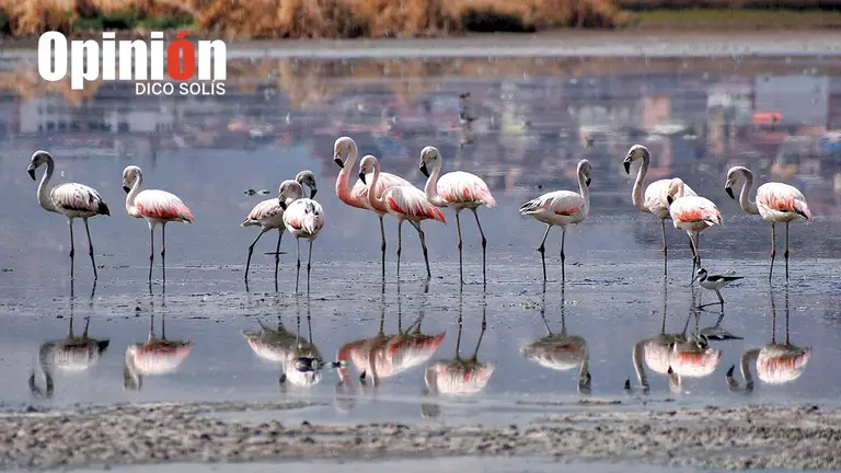 Flamencos se alimentan en medio de la poca agua en la laguna Alalay. DICO SOL&Iacute;S
