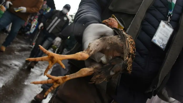 Control de venta de aves vivas en la Pampa, por la gripe aviar. DICO SOL&Iacute;S