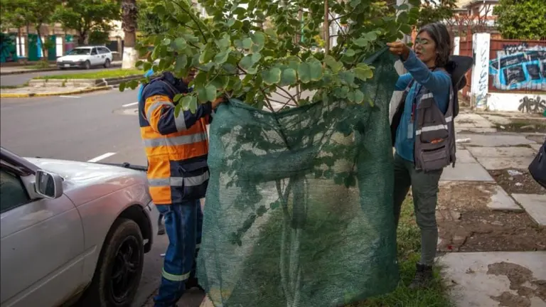 Funcionarios de la Unidad Forestal de la  Alcald&iacute;a de Cochabamba ense&ntilde;an t&eacute;cnicas para cuidar a los &aacute;rboles en el Coro de Corsos. GAMC
