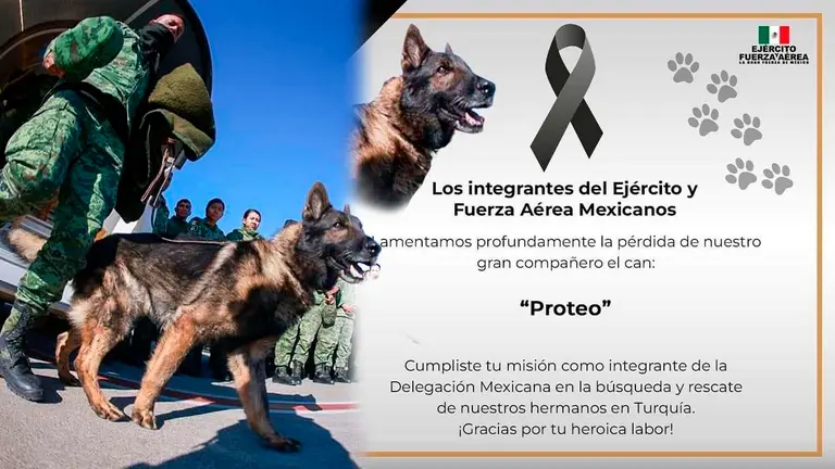 M&eacute;xico llora a Proteo, el perro rescatista que muri&oacute; salvando vidas en Turqu&iacute;a&nbsp;./ OPINI&Oacute;N