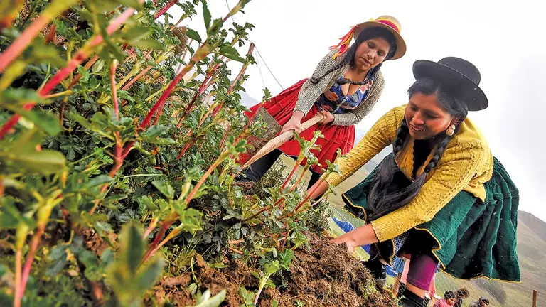 Irma Vicente y Betty Dur&aacute;n sacan los plantines de kewi&ntilde;as del vivero comunal de Chiaraje. DICO SOL&Iacute;S