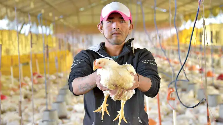 La cepa mutante de H5N1 no solo ha infectado a aves migratorias y de corral, sino tambi&eacute;n a mam&iacute;feros. ABI