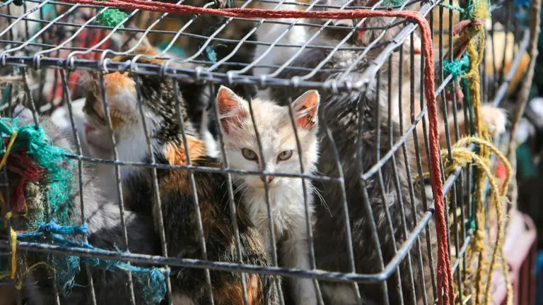 Descubren 2.000 gatos muertos para remedios medicinales en Vietnam. EL TIEMPO