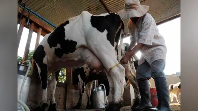 Un granjero orde&ntilde;a leche de una vaca. ARCHIVO