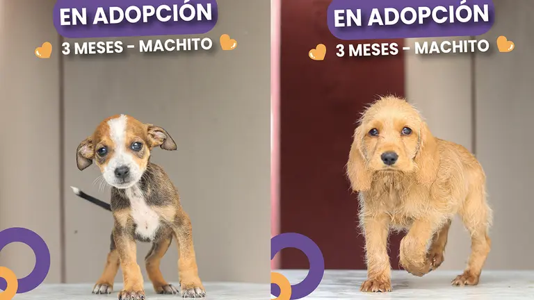 Sobre adopci&oacute;n. ZOONOSIS