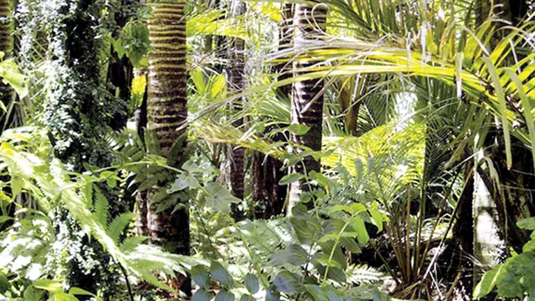 Sobrevivientes que salvaron sus vidas del Amazonas.
