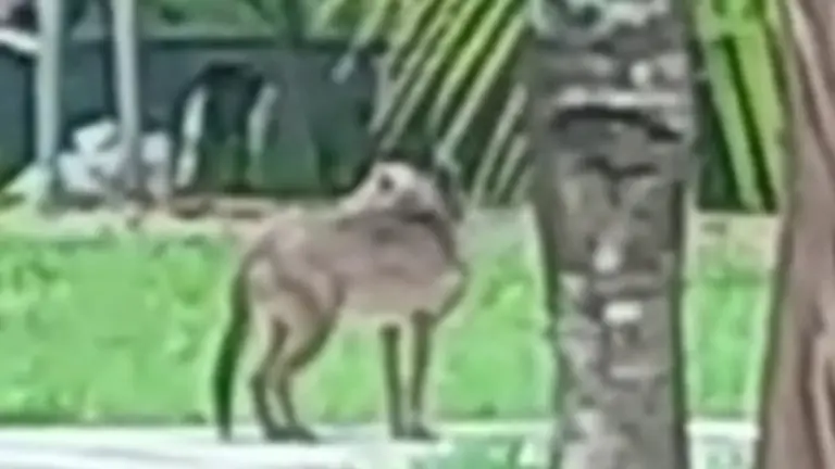 El perro fantasma, vivo en Bolivia. M. Greminger/ANA