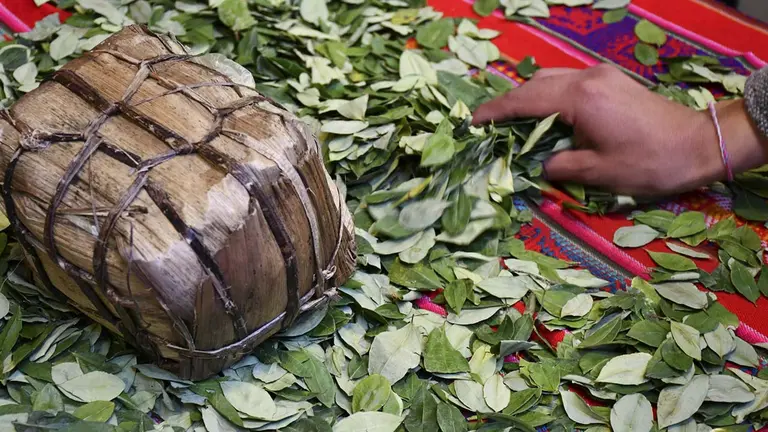 Las hojas de coca que se mastican en Bolivia, en una fotograf&iacute;a de archivo./ EFE