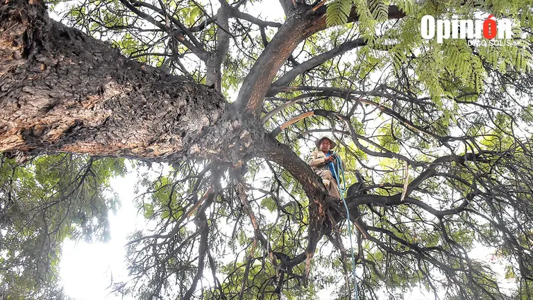 Cirilo Ríos en lo alto de un jacarandá en la avenida Simón López, el 23 de marzo. / DICO SOLÍS