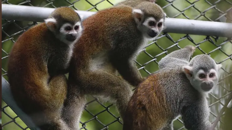 Tres monos ardilla fueron registrados el pasado 24 de marzo en el Centro de Valoraci&oacute;n y Atenci&oacute;n de Fauna Silvestre San Emigdio, en Palmira (Valle del Cauca, Colombia). EFE