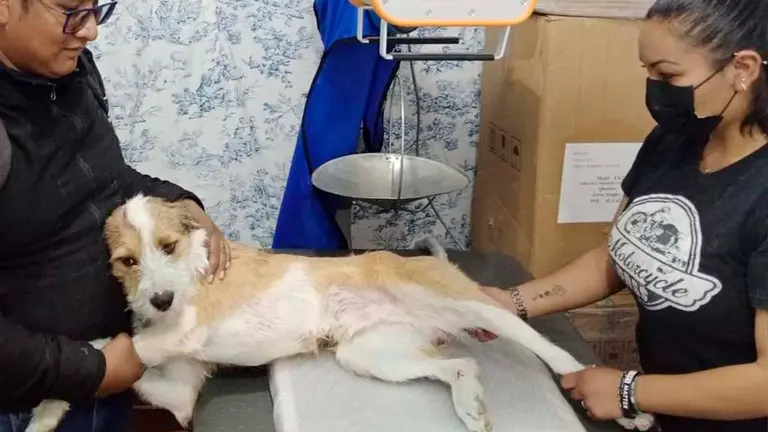 El perrito recibe atenci&oacute;n m&eacute;dica en Zoonosis de Oruro. GOBIERNO AUT&Oacute;NOMO MUNICIPAL DE ORURO