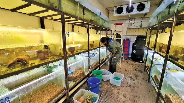 Cría en cautiverio de ranas en el Museo de Historia Natural Alcide d&acute;Orbigny. /CENTRO K&acute;AIRA