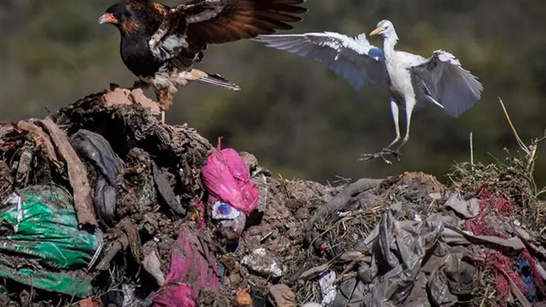 Aves ingieren alimentos de un basural./ DICO SOL&Iacute;S