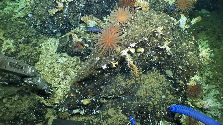 Un inmenso, antiguo y pr&iacute;stino arrecife de coral en las profundidades de la reserva marina de las Islas Gal&aacute;pagos./ EFE