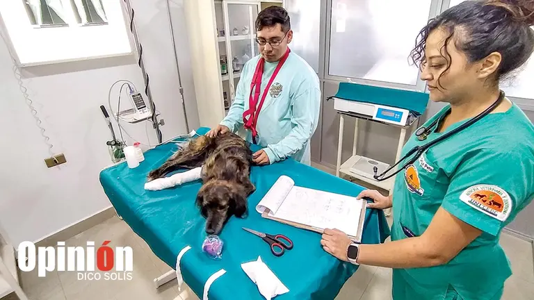 Veterinarios atienden a un can en el Hospital Veterinario Unitepc./ DICO SOL&Iacute;S