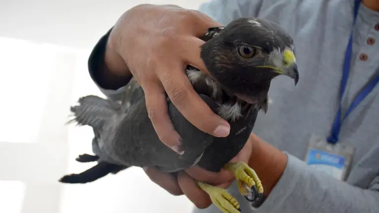 Un águila adulto fue rescatado por comunarios de Tapacarí y entregado a la Gobernación. GOBERNACIÓN.