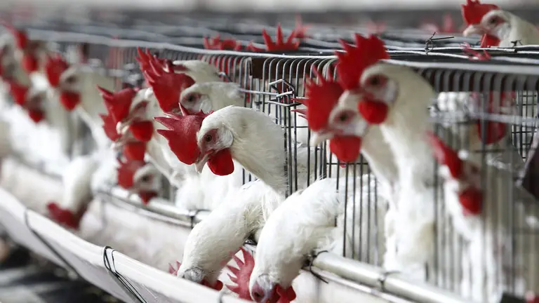 La pr&oacute;xima semana se entregar&aacute;n las dosis par vacunar a las gallinas de postura y reproductoras. Fotograf&iacute;a de archivo./ EFE