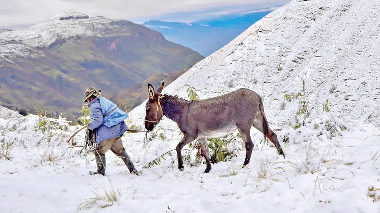 Un poblador y su burro atraviesan la nieve en las alturas. /  LUIS MAMANI