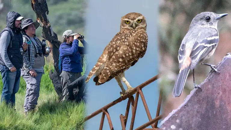 Fotograf&iacute;as referenciales sobre el avistamiento de aves./FACEBOOK CLUB ORNITOL&Oacute;GICO DE COCHABAMBA