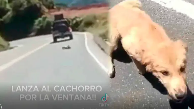El momento en que arrojan al cachorro (i) el can siendo rescatado. CAPTURAS