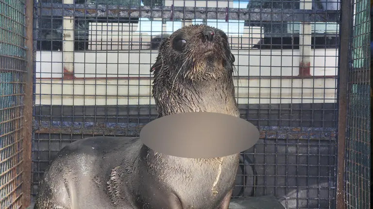 Fotograf&iacute;a cedida por la Fundaci&oacute;n Mundo Marino donde se muestra a un lobo marino rescatado, en de la provincia de Buenos Aires (Argentina)./ EFE