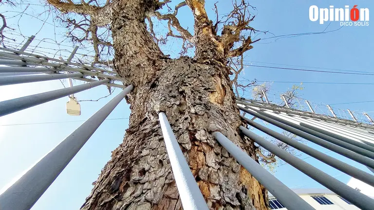Un árbol atravesado por rejas, cerca del estadio Félix Capriles. / DICO SOLÍS