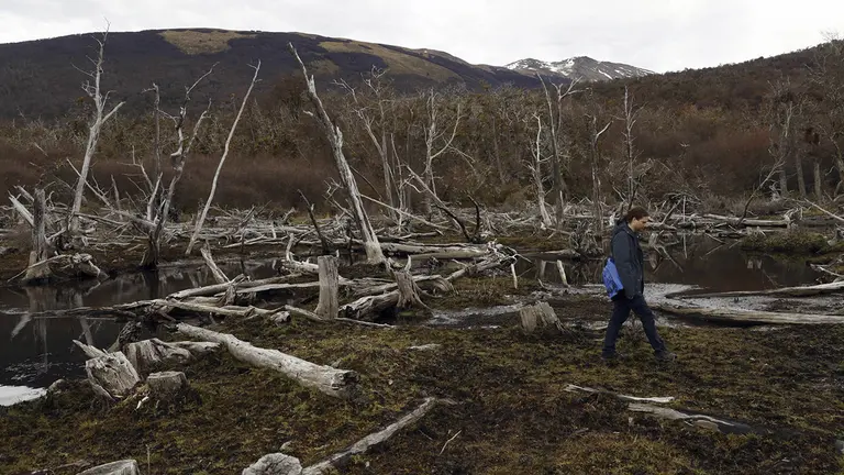 Fotograf&iacute;a de &aacute;rboles de un bosque nativo afectado por castores, el 14 de mayo 2023, en Puerto Williams (Chile)./ EFE