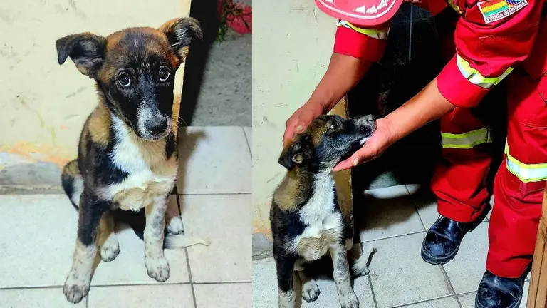 Ruby, la perrita rescatada por la Polic&iacute;a. Polic&iacute;a Boliviana