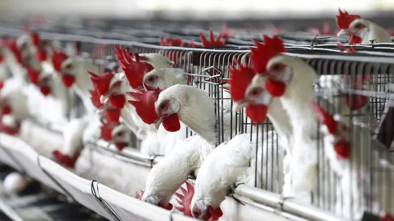 Cientos de aves se alimentan en una granja av&iacute;cola en el municipio de Tepatitl&aacute;n, en el estado mexicano de Jalisco. Imagen de archivo./ EFE