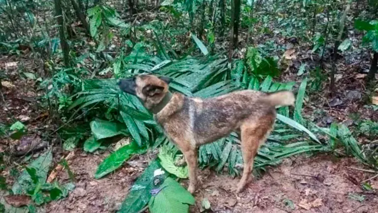 Wilson, el can que se encuentra perdido en la selva colombiana. RRSS