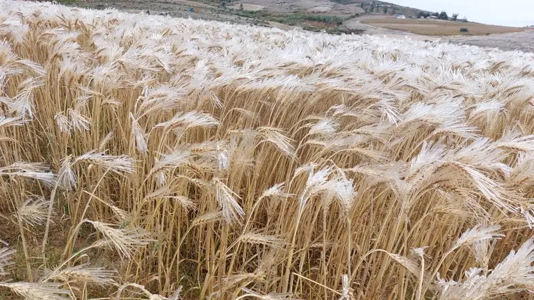 Afectaci&oacute;n por helada en el Cono Sur. MANCOMUNIDAD DE MUNICIPIOS DEL CONO SUR
