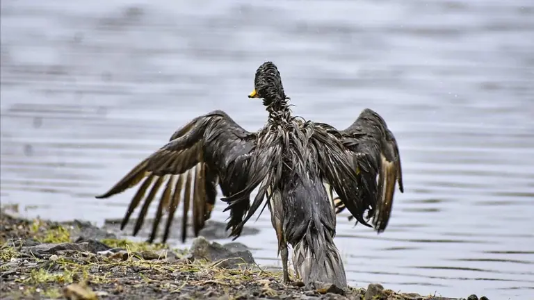 Un pato se sacude el  aceite que se  adhiri&oacute; a su cuerpo en la laguna Corani. DICO SOL&Iacute;S