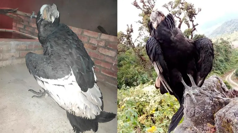 El c&oacute;ndor andino rescatado en Colomi./GADC